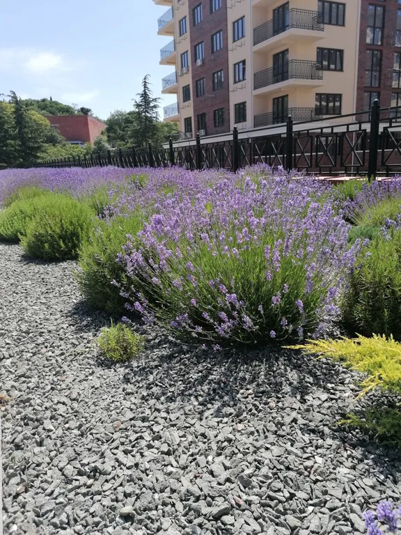 Апартаменты Аврора