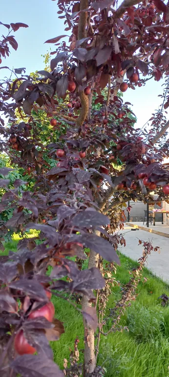 Апартаменты в 150 метрах от моря и 200 метрах от лианового леса