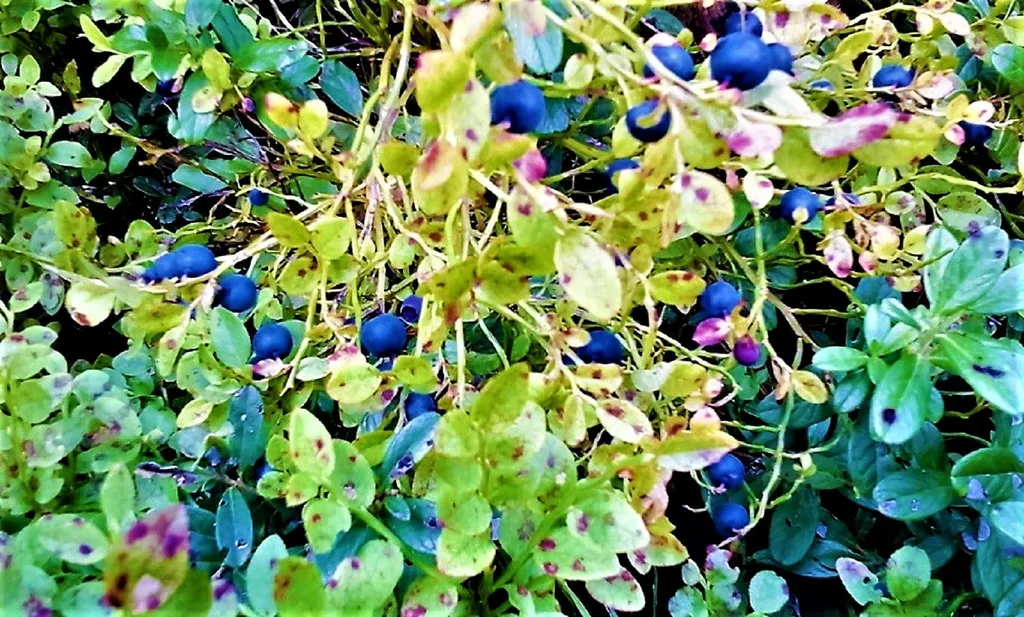 Коттедж Дом в турбазе Чайка, у озера в сосновом бору - Селигерский край — Турбаза Чайка