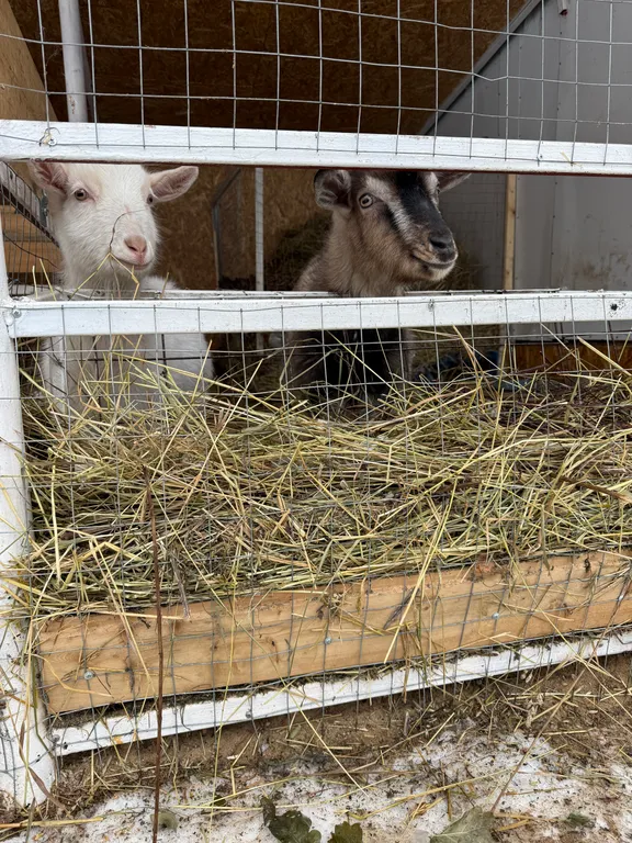 Коттедж Дом на Вуоксе — Беличье