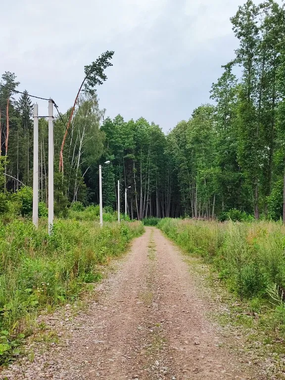 Новый стильный дом в окружении леса