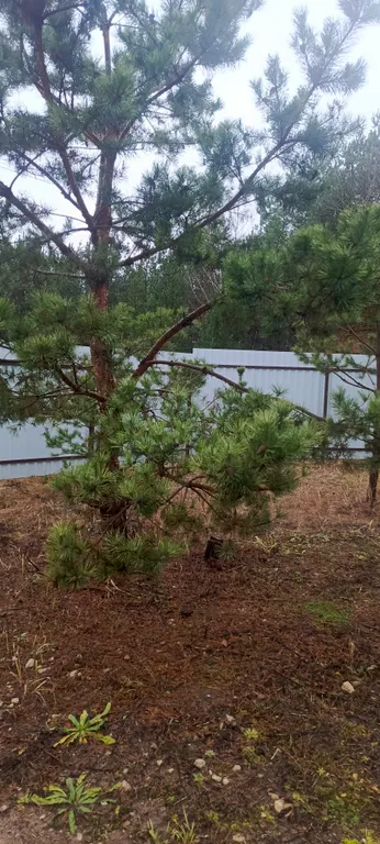 Лесной домик