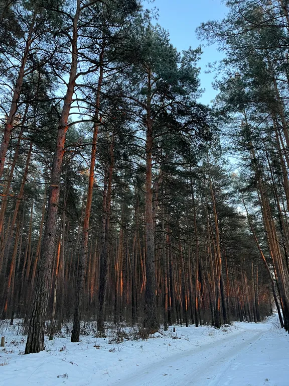 Дом отдыха Чернаков с видом на лес