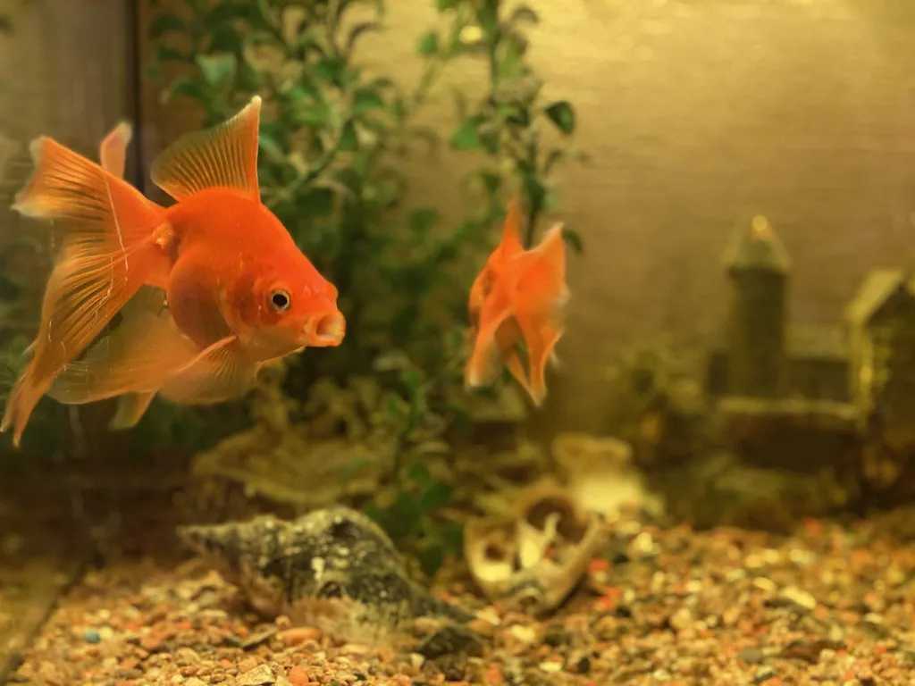 1-комнатная Квартира — аренда посуточно в Сортавала