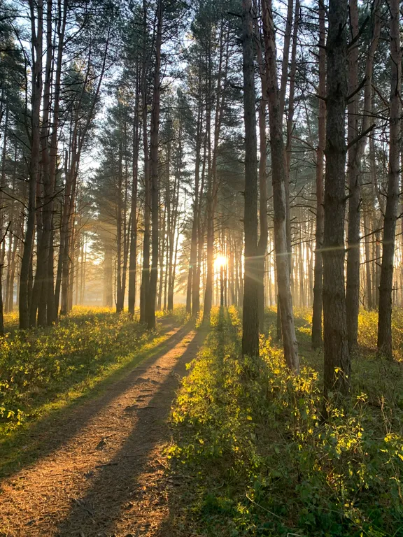 Новый уютный дом-баня с банным чаном у соснового леса