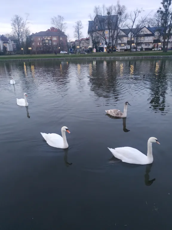 Квартира Квартира У мамы Вари — Калининград