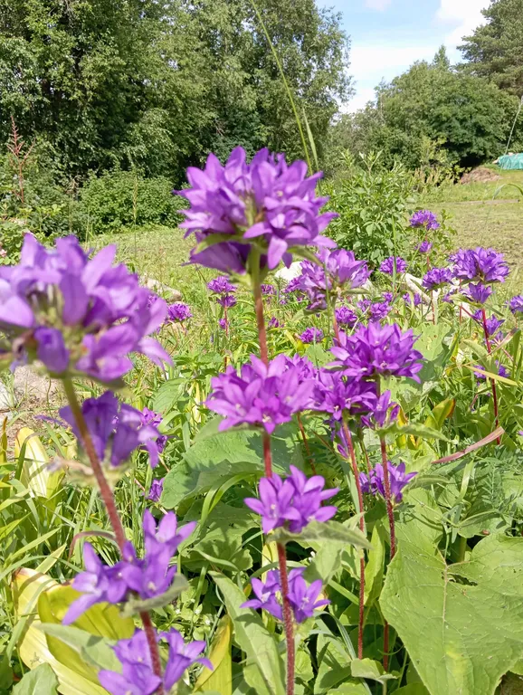 Меличуярви дом из бревна с сауной на берегу озера у самого леса
