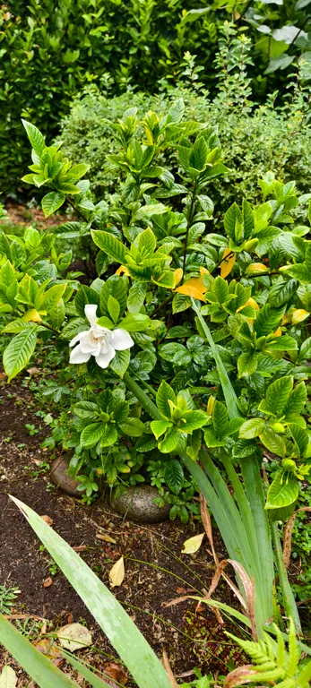 Квартира Квартира Двухспальный комфортабельный номер в гостевом доме — Сухум