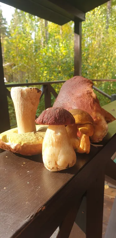 Комфортабельный коттедж с сауной на берегу водоема