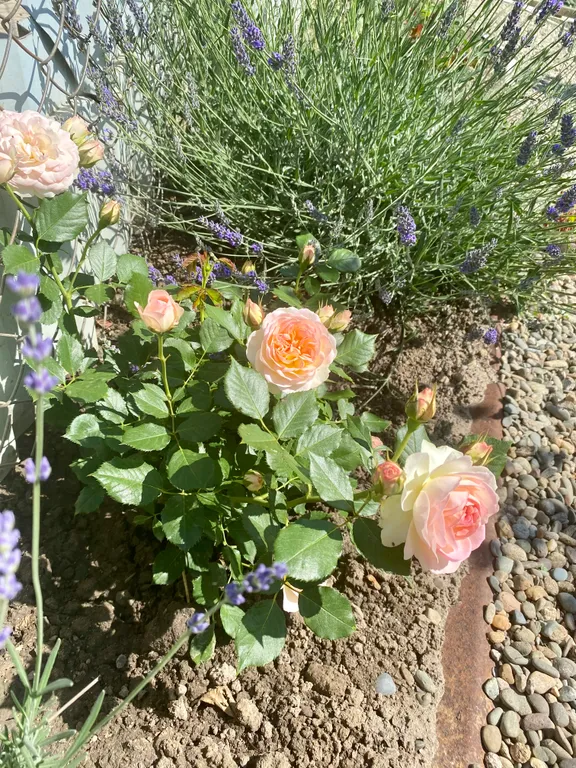 Дом на Энгельса 15