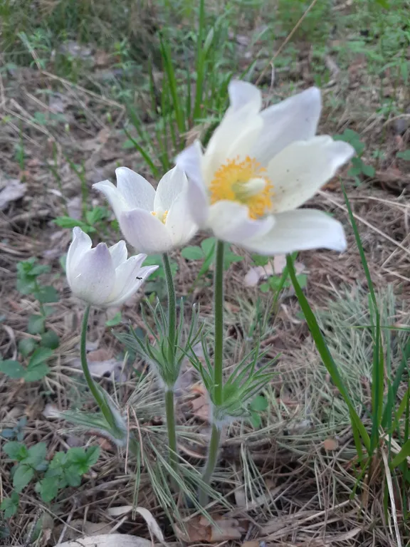 Апартаменты в соснах