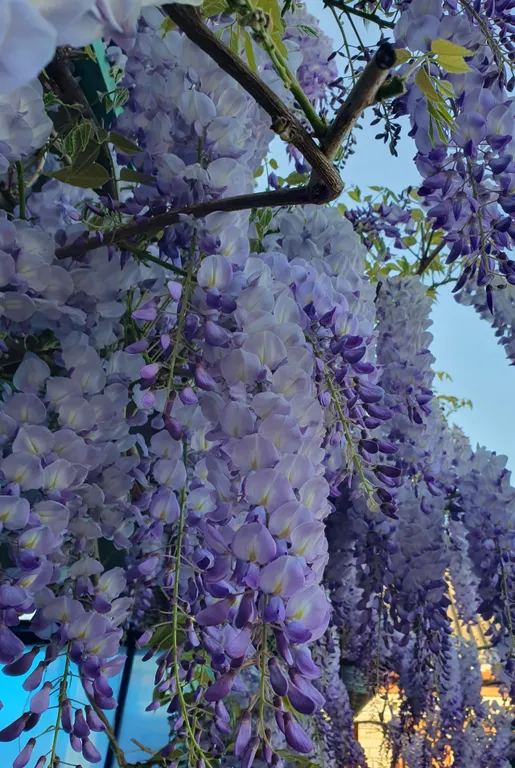 Коттедж FLIGELMUZ (Загородный Музыкальный Флигель). — Северская