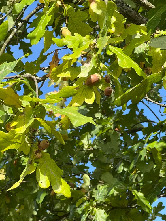 Гостевой Дом 14 в Беловежской пуще на территории Национального парка