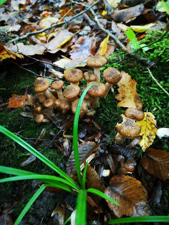 Домики отдыха