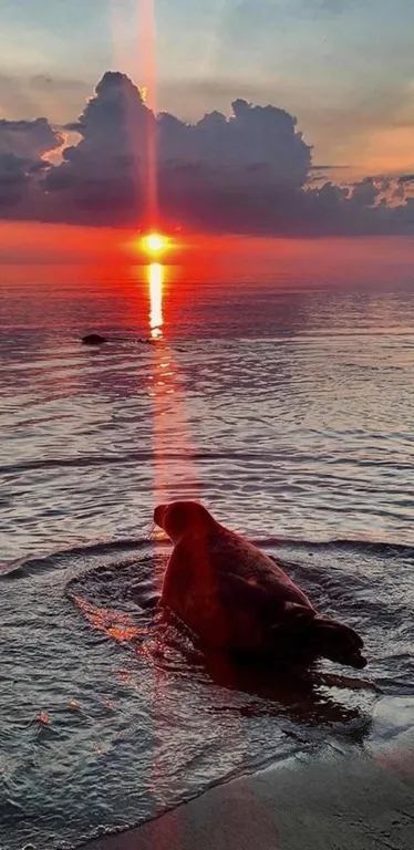 Квартира Апартаменты на берегу Балтийского моря — Пионерский