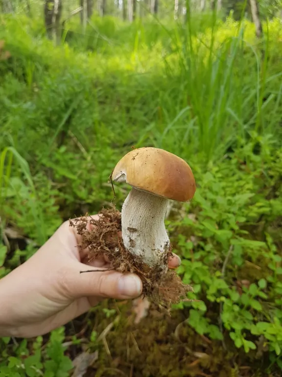 Коттедж Дом с камином, баней-сауной на дровах и купелью — Светлое