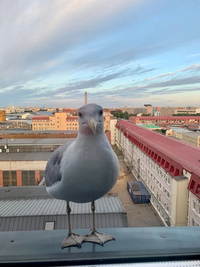 Прилетает гостья. Не засланная мной! Просто покушать просит.