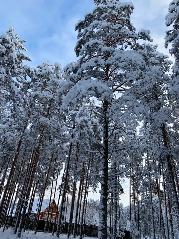 Сосновый Бор