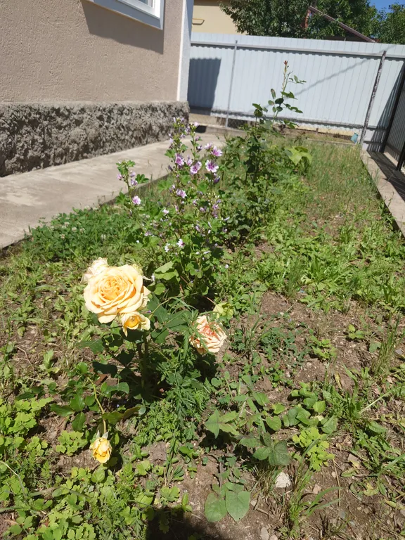 Уютный дом с хорошей энергетикой