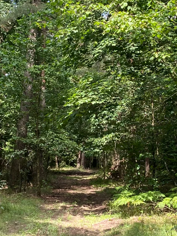 Чудесный дом в чудесном месте Беловежская пуща