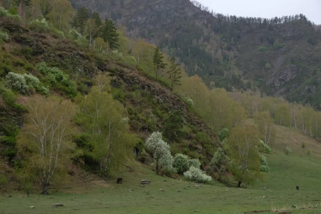 Гостевые домики Можжевельник