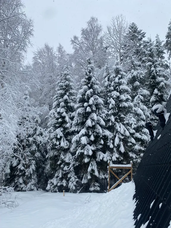 Уютный дом шалаш в лесу