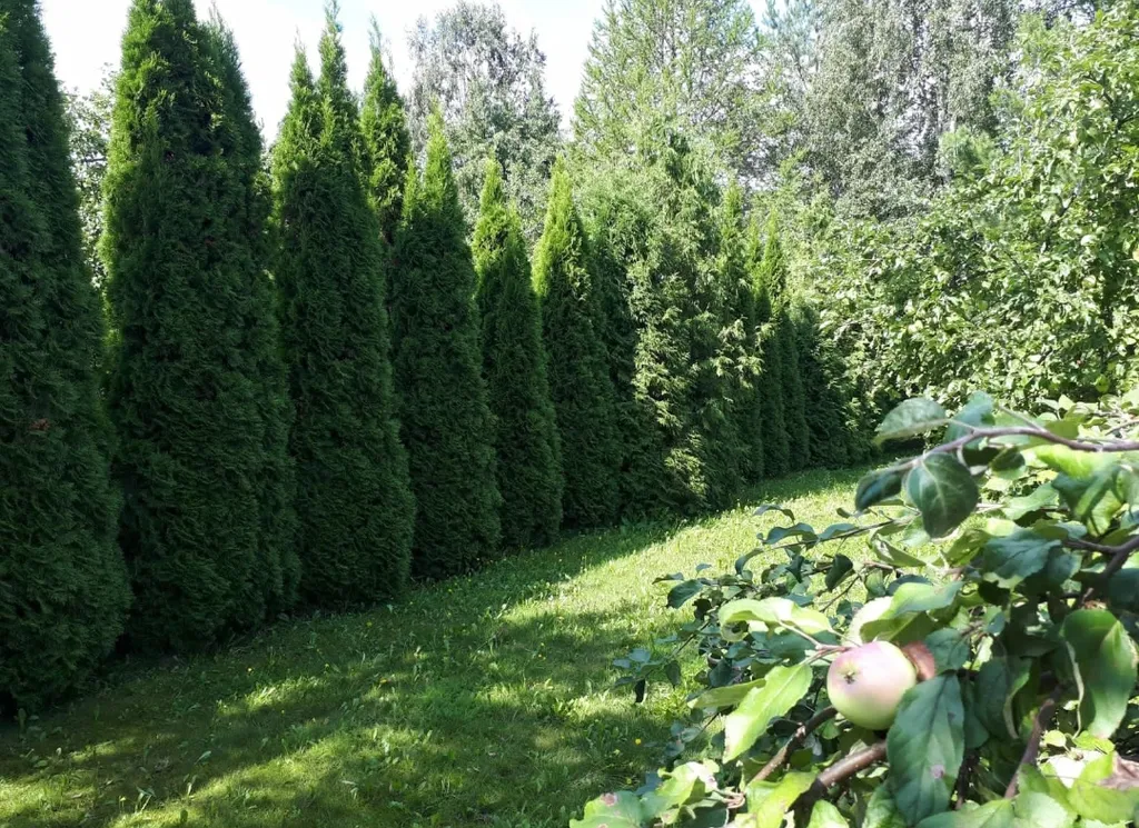 Поместье-Парк на Стрелке