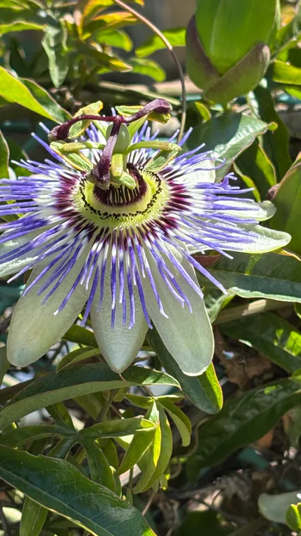 Коттедж a-frame пицунда 2