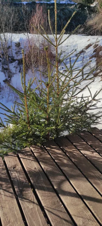 Экодомик из рубленого бревна с дровяной сауной