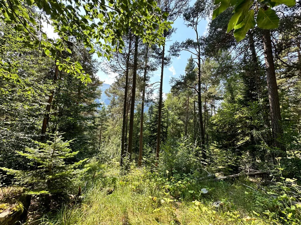 Дом шале в сосновом лесу