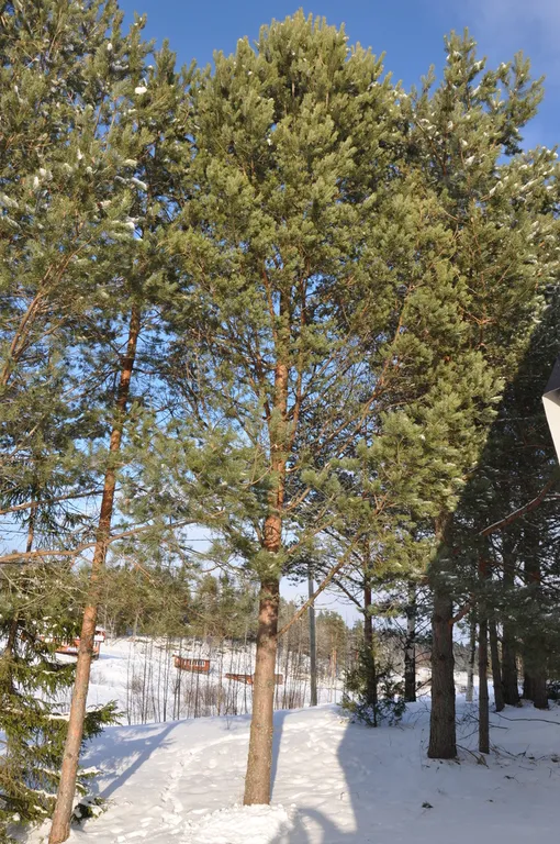 Уютный дом на Ладожском озере