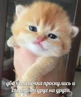 Ирина Ирина
