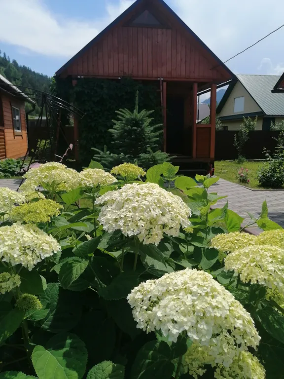 Домик в горах Алтая