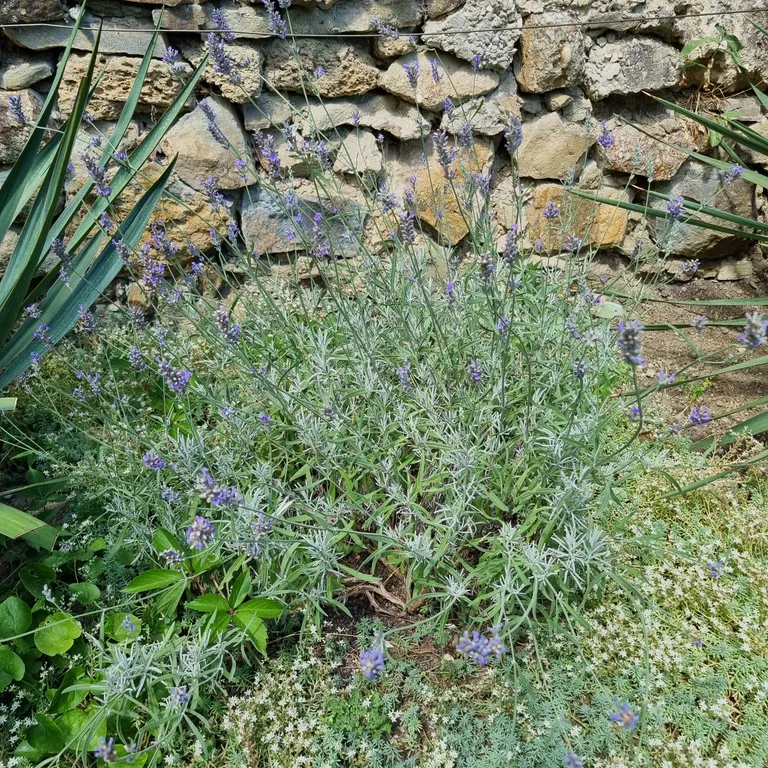 Апартаменты с отдельным двориком