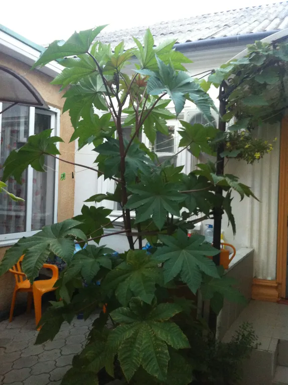 Коттедж 2-комнатный Дом — Анапа