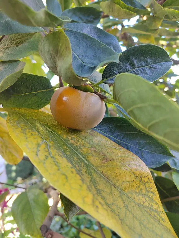 Коттедж Отдельная часть дома с беседкой рядом с парком и пляжем Учкуевка — Севастополь