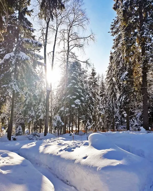 Барнхаус в лесу