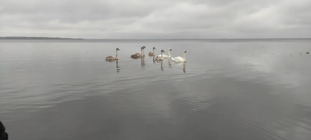 Дом жемчужина Освейского озера