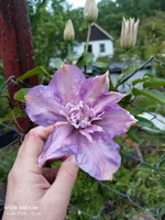 Ксения Брют