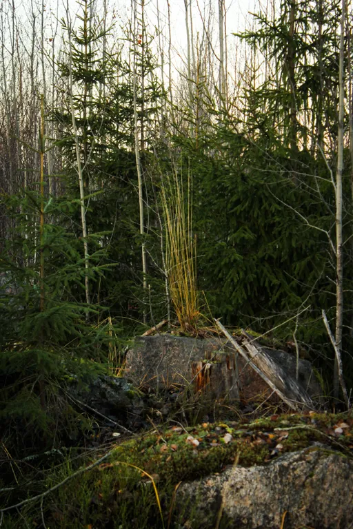 Коттедж Вилла Kolme с видом на лес и зоной барбекю — Приозерск
