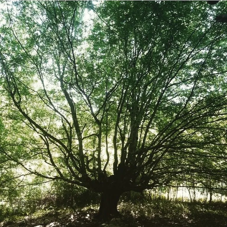 Дом для спокойного отдыха