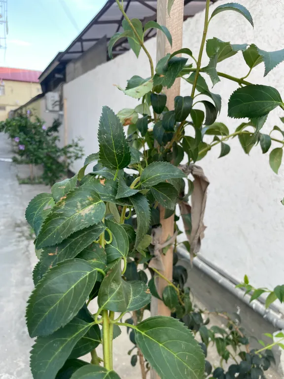 Коттедж Уютный домик в центре города — Махачкала