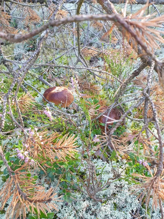 Коттедж Гостевой дом с сауной и купелью, вблизи реки и Ладоги — Видлица
