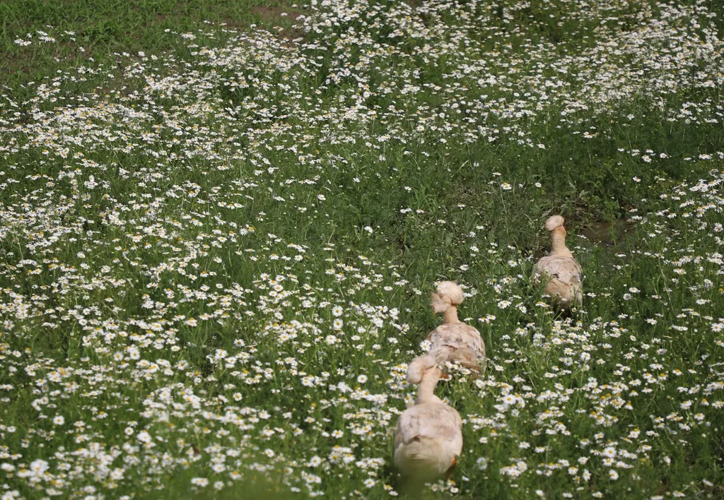 Гостевой дом