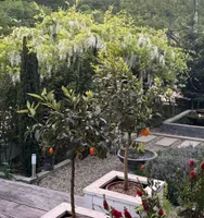 Abrau Garden