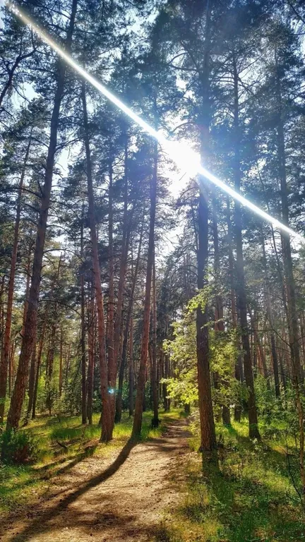 Сказочная Избушка с сауной в соснах у реки