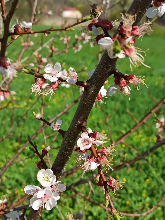 Дом Хвостова на Кудыкиной горе