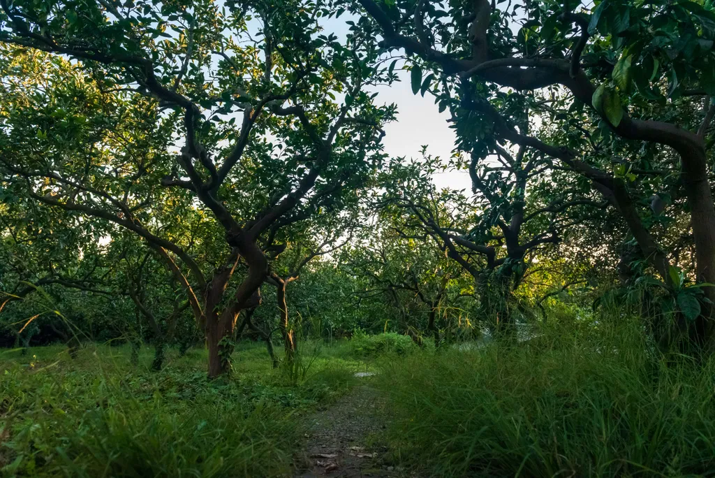Домик в мандариновом саду 1й этаж под ключ