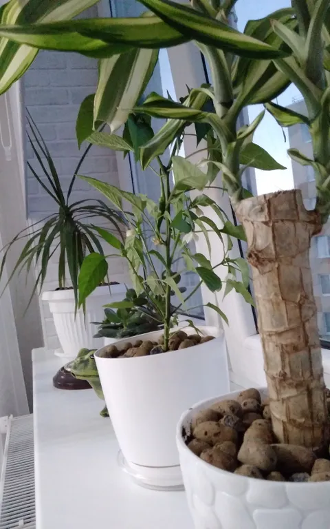 Квартира 1-комнатная Квартира — Светлогорск