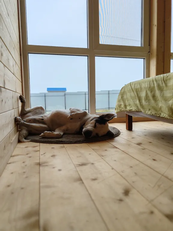 Домик у моря для путешественников с собаками